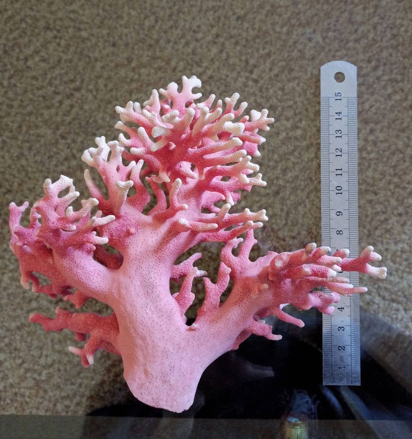 Natural colored coral
