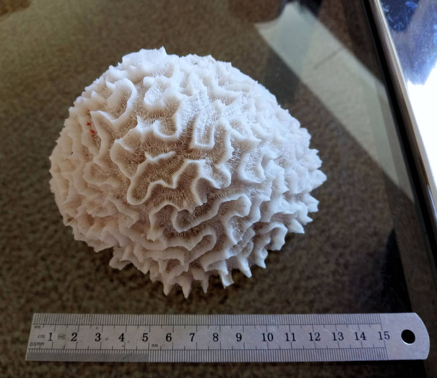 Sea Coral