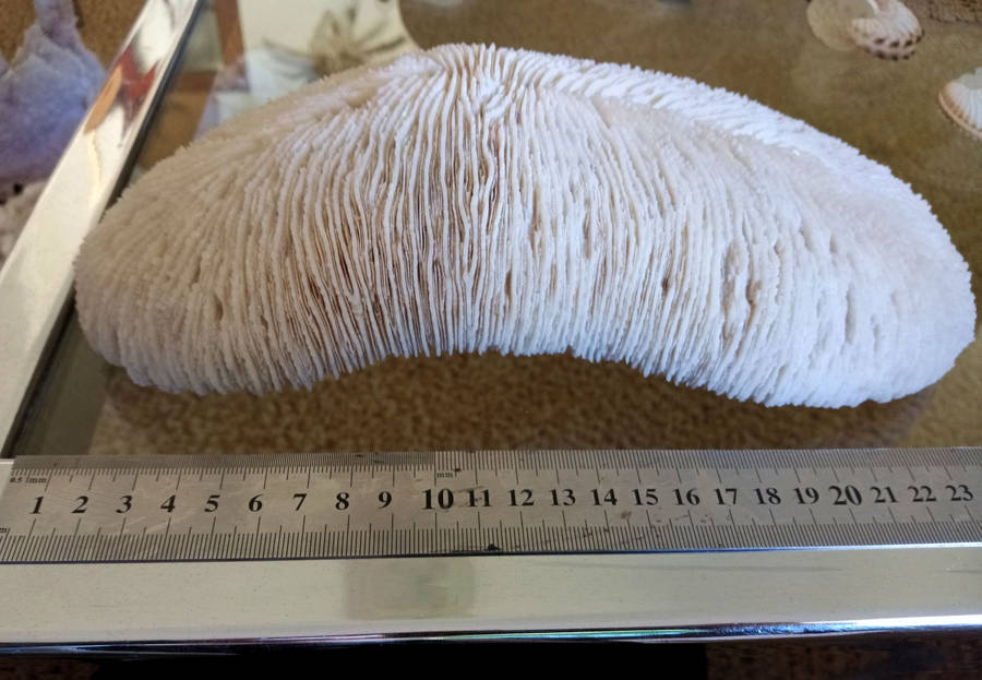Large sea coral