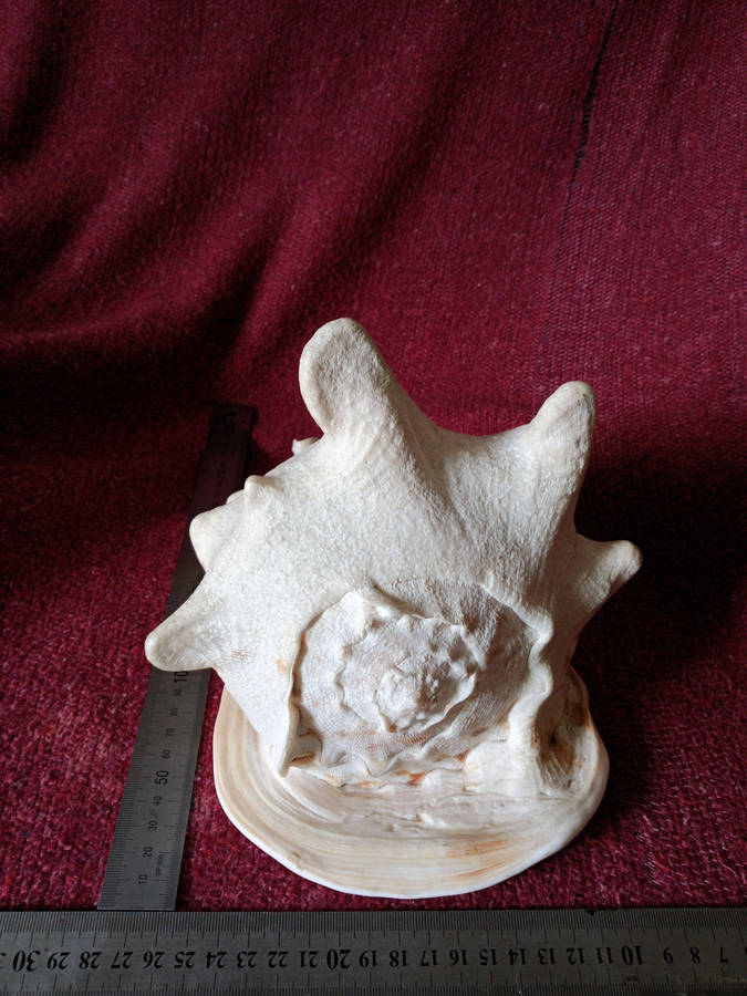 Large Helmet Conch Shell