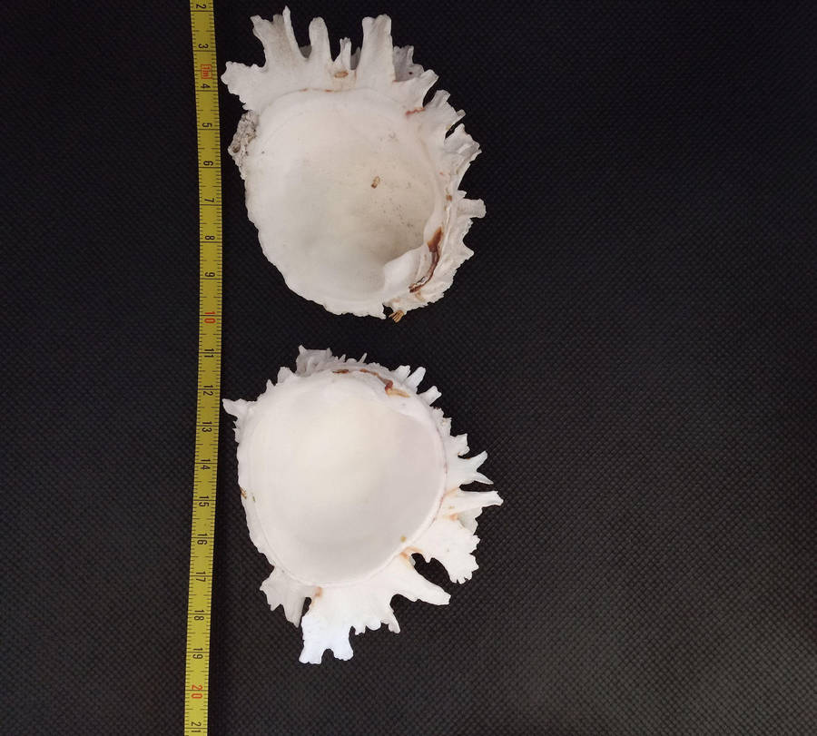 Shell bundle