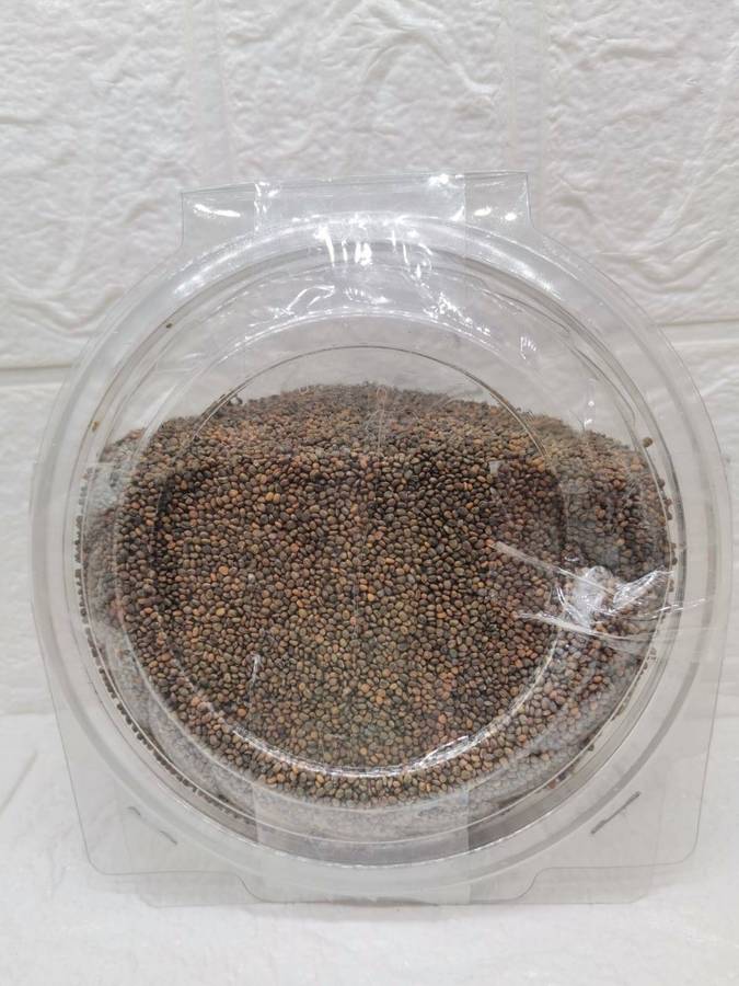 Roquette Arugula Seeds.  500G