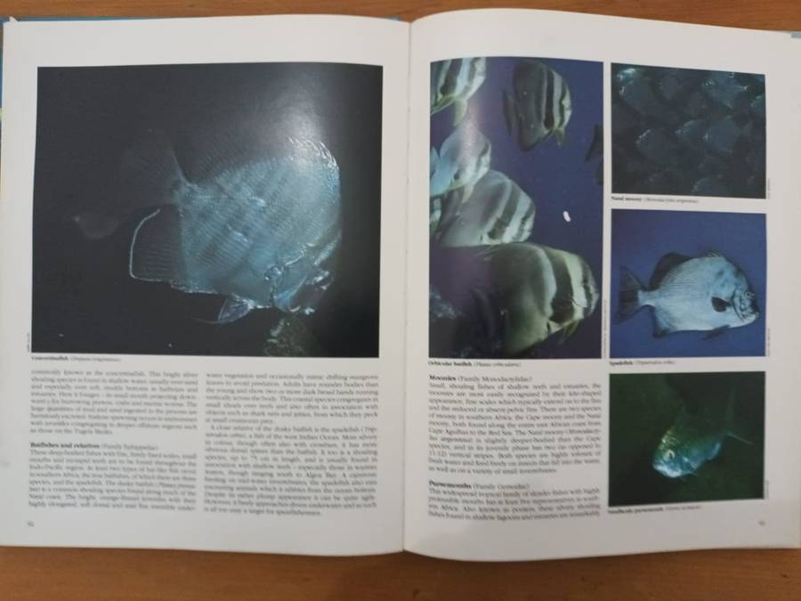 Everyone's Guide to the Sea Fishes of Southern Africa