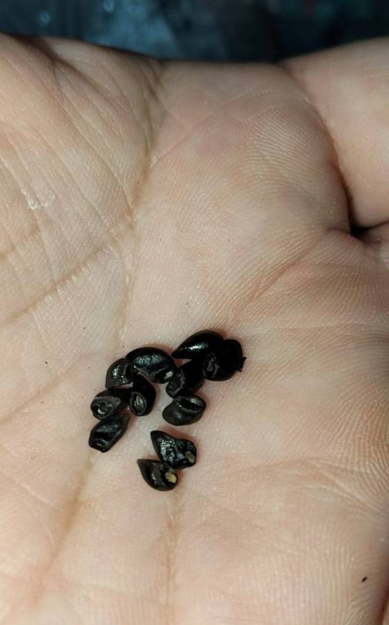 Comfrey Symphytum Officianalis (10 Seeds)