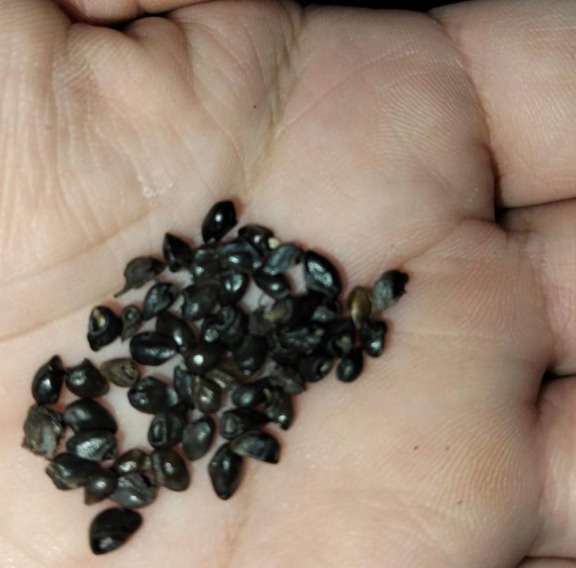 Comfrey Symphytum Officianalis (50 Seeds)