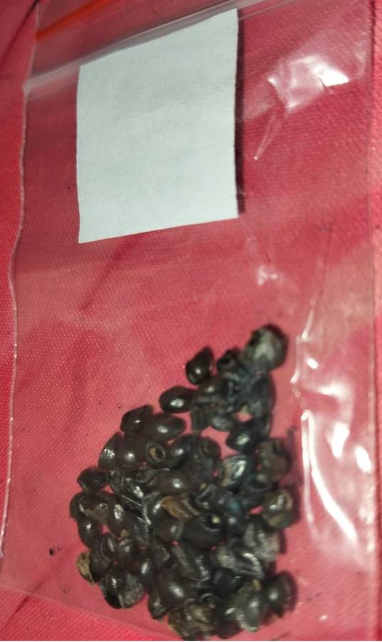 Comfrey Symphytum Officianalis (50 Seeds)