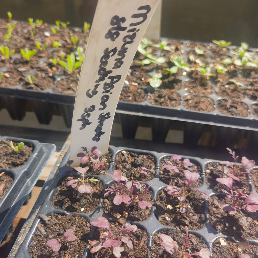 Mizuna Asian Streaks Red & Lime Green Organic (12 Seedlings)