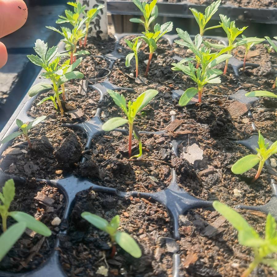 Marigold Crackerjack Mix (6 Seedlings)