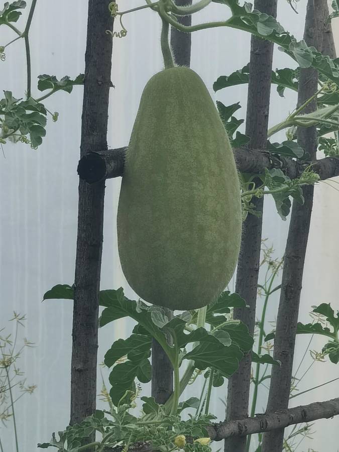 Watermelon Kalahari (20 Seeds)