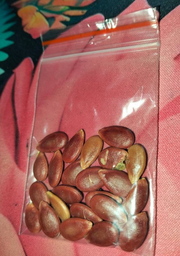 Watermelon Kalahari (20 Seeds)