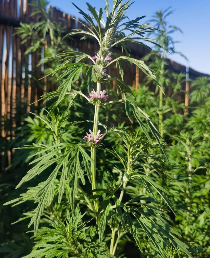 Motherwort Organic (30 Seeds)