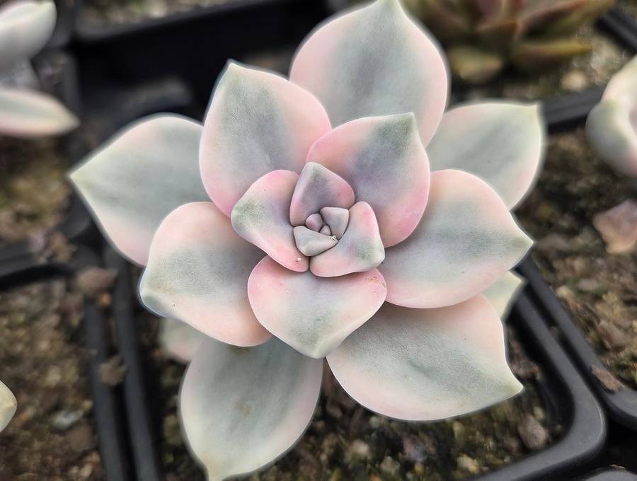 Graptopetalum 'Purple Delight' Variegated