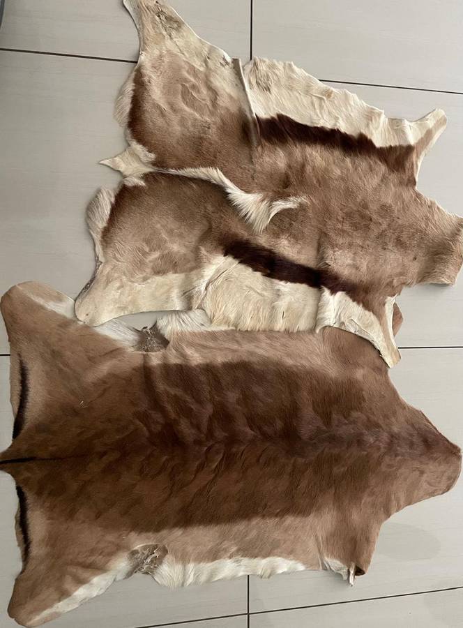 Skins : Springbok and Impala skins - nice condition - great for around the house