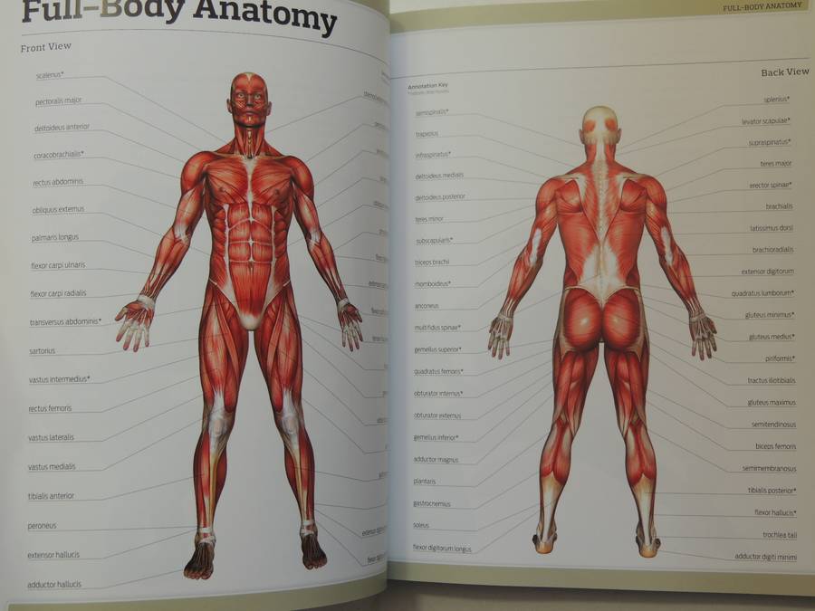 Anatomy Of Fitness Elite Training: Special Forces Workout- Stephen M. Erle
