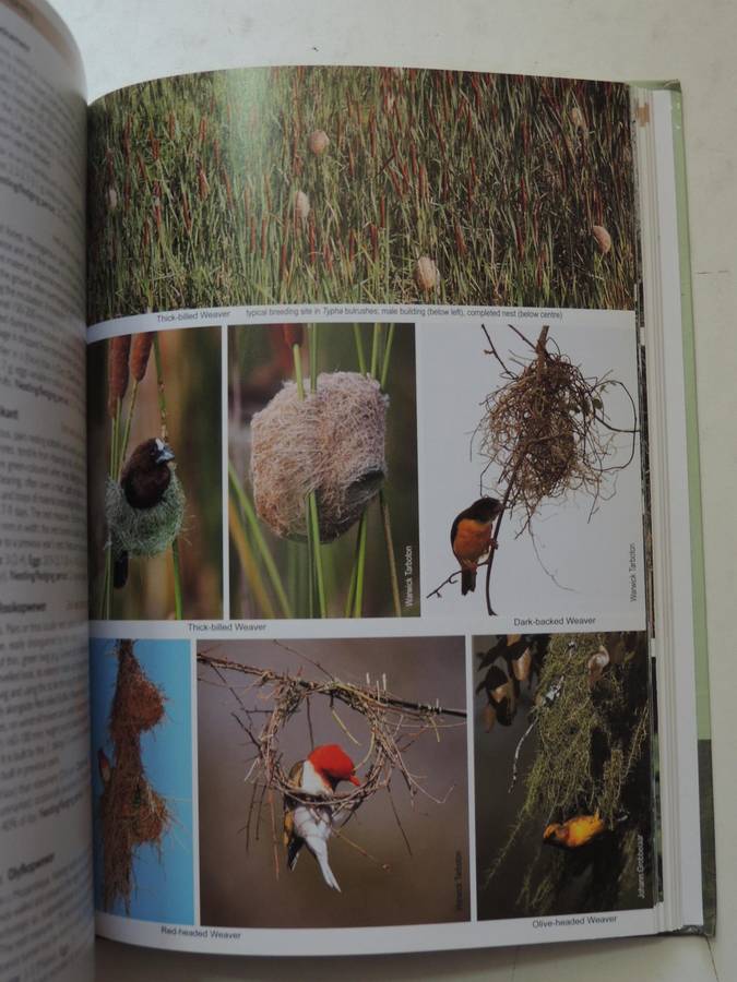 Roberts Nests & Eggs of Southern African Birds - Warwick Tarboton