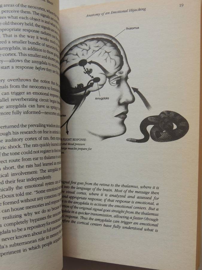 Emotional Intelligence: Why It Can Matter More Than IQ - Daniel Goleman