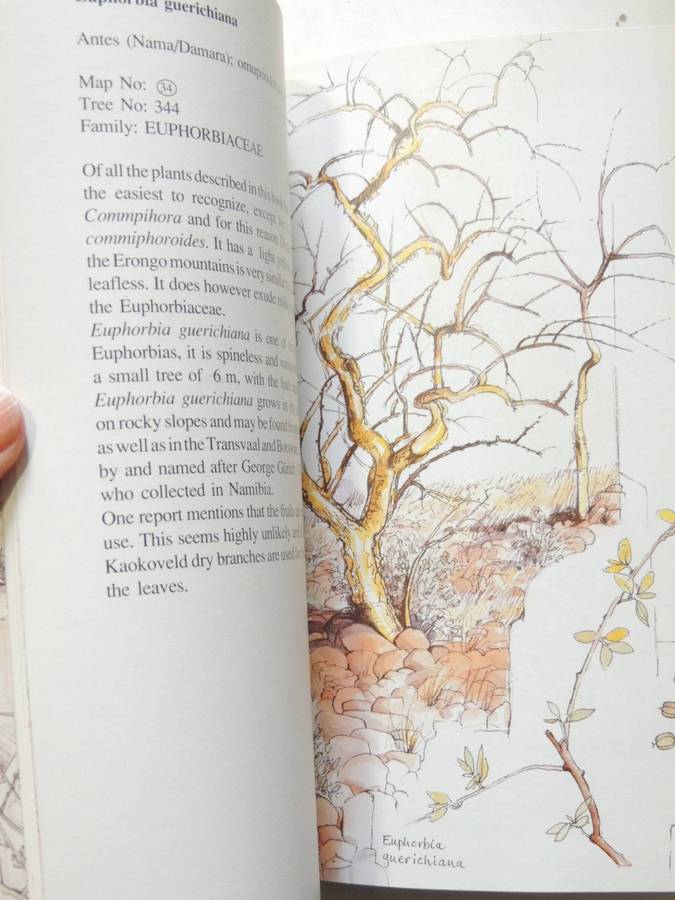 Damaraland Flora: Spitzkoppe, Brandberg, Twyfelfontein - Patricia Craven & Christine Marais