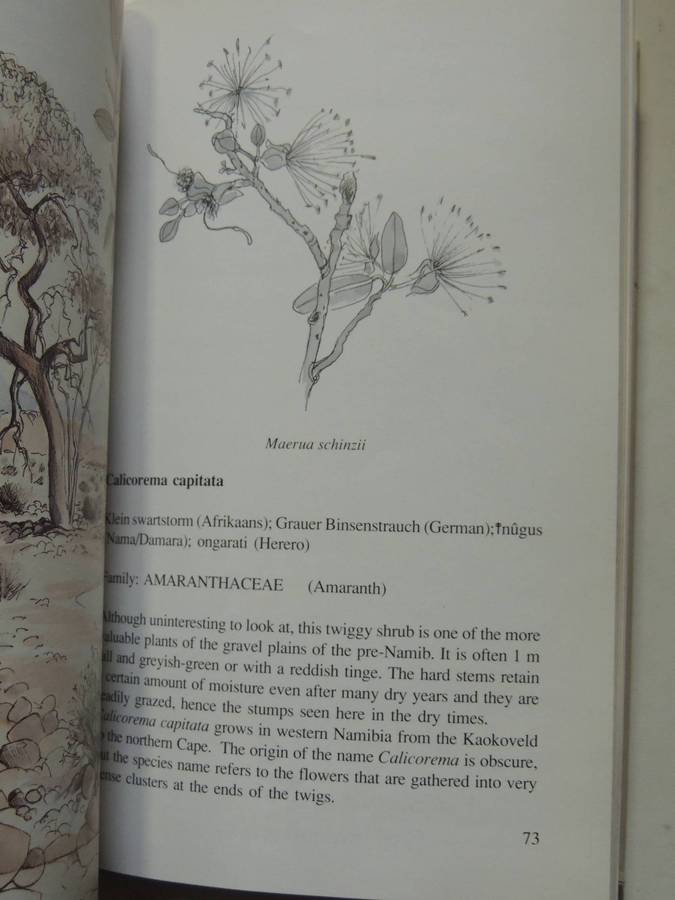 Damaraland Flora: Spitzkoppe, Brandberg, Twyfelfontein - Patricia Craven & Christine Marais