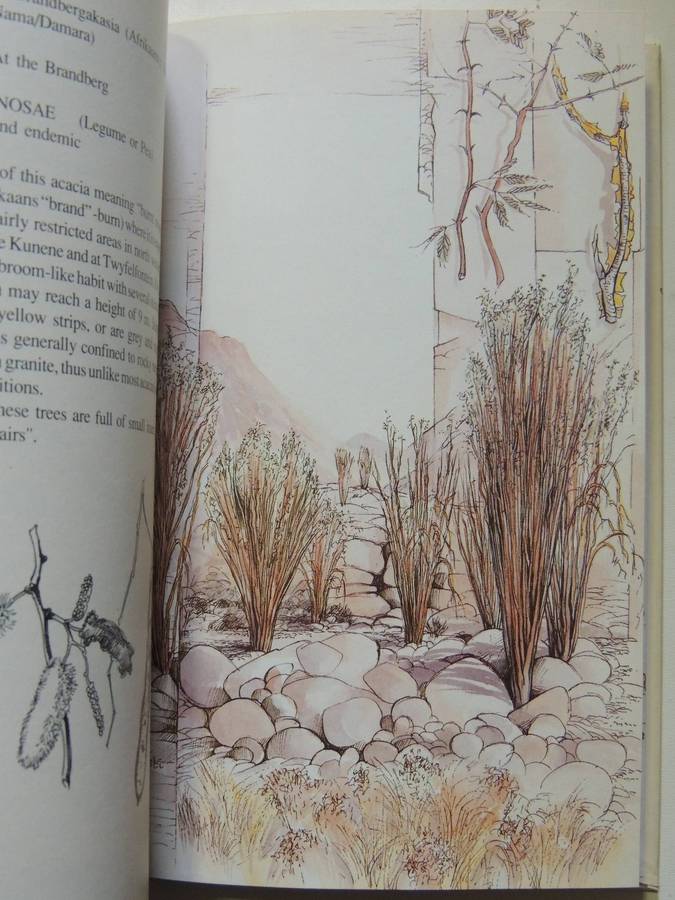 Damaraland Flora: Spitzkoppe, Brandberg, Twyfelfontein - Patricia Craven & Christine Marais