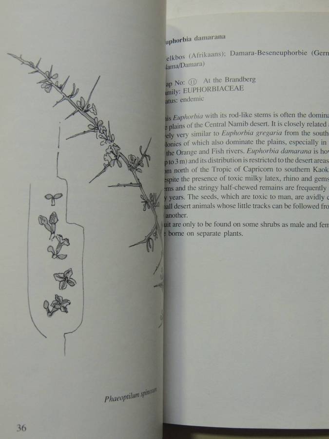 Damaraland Flora: Spitzkoppe, Brandberg, Twyfelfontein - Patricia Craven & Christine Marais