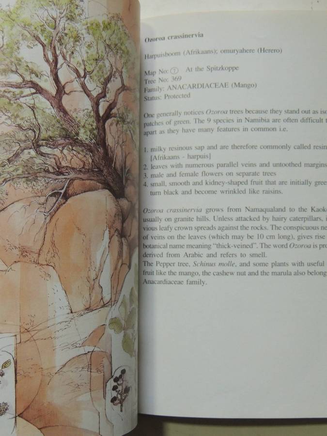 Damaraland Flora: Spitzkoppe, Brandberg, Twyfelfontein - Patricia Craven & Christine Marais