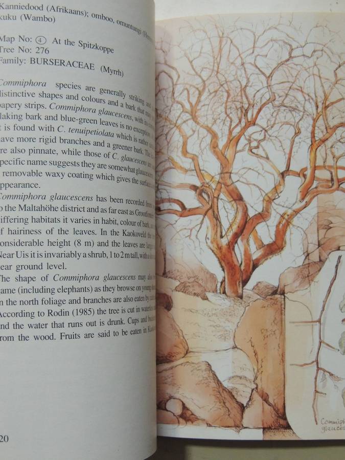 Damaraland Flora: Spitzkoppe, Brandberg, Twyfelfontein - Patricia Craven & Christine Marais