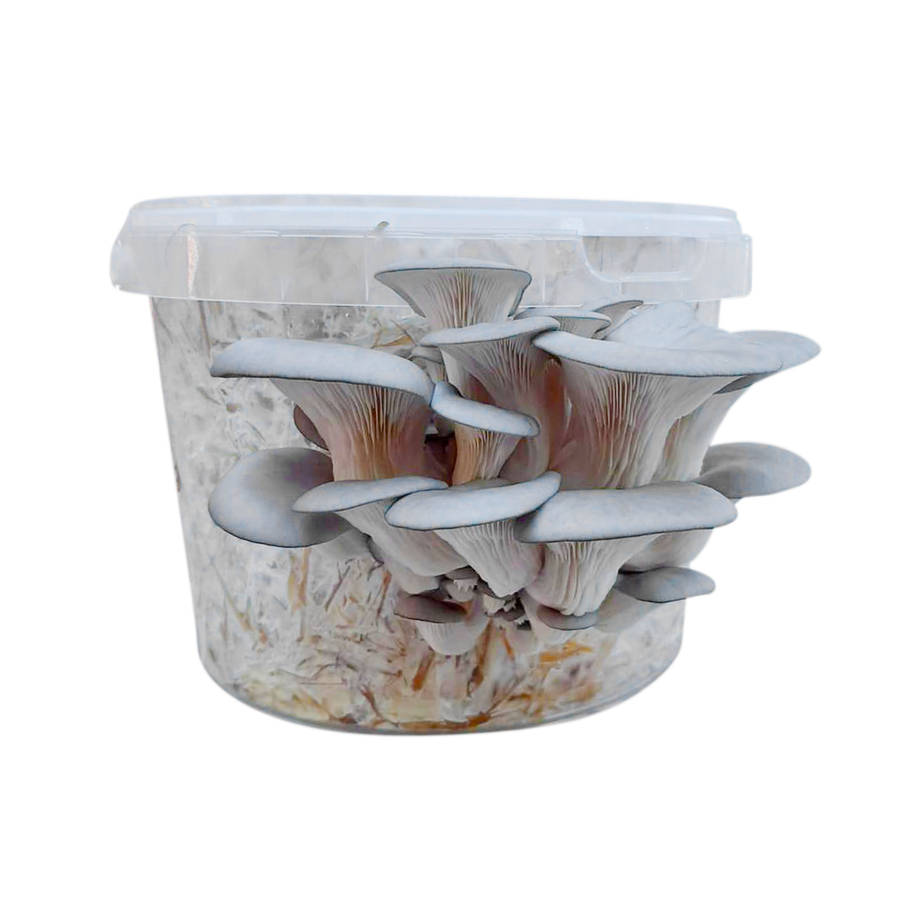 5L Grey Oyster mushroom kit