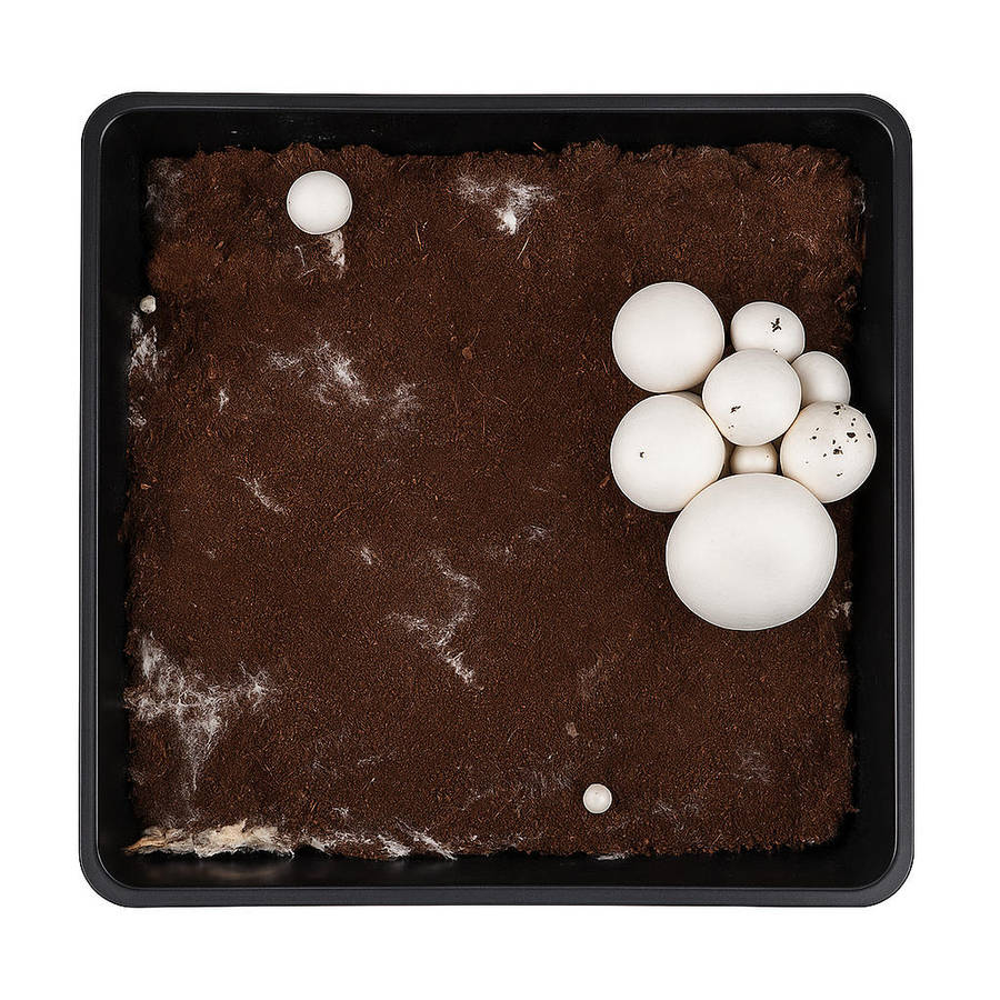 Button Mushroom Home Growing Kits (4+ kg)