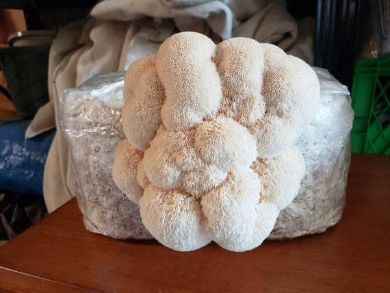 Lions Mane Mushroom kit