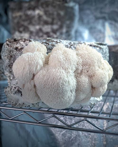 Lions Mane Mushroom kit