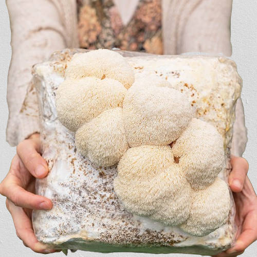 Lions Mane Mushroom kit