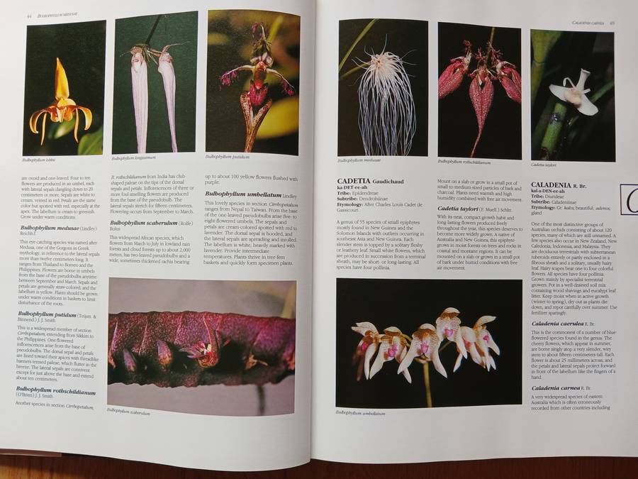 What Orchid is that?