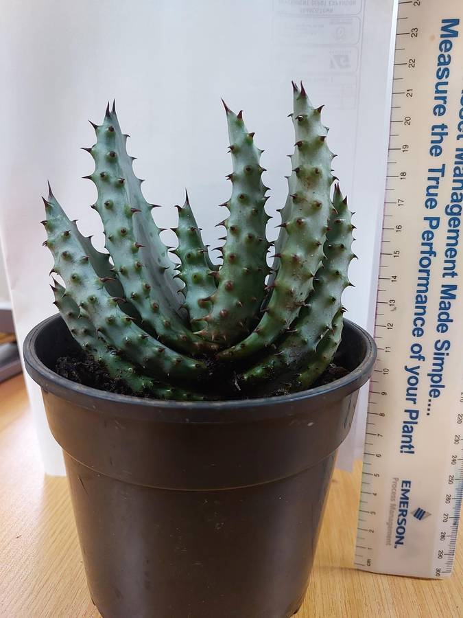 Aloe Marlothii