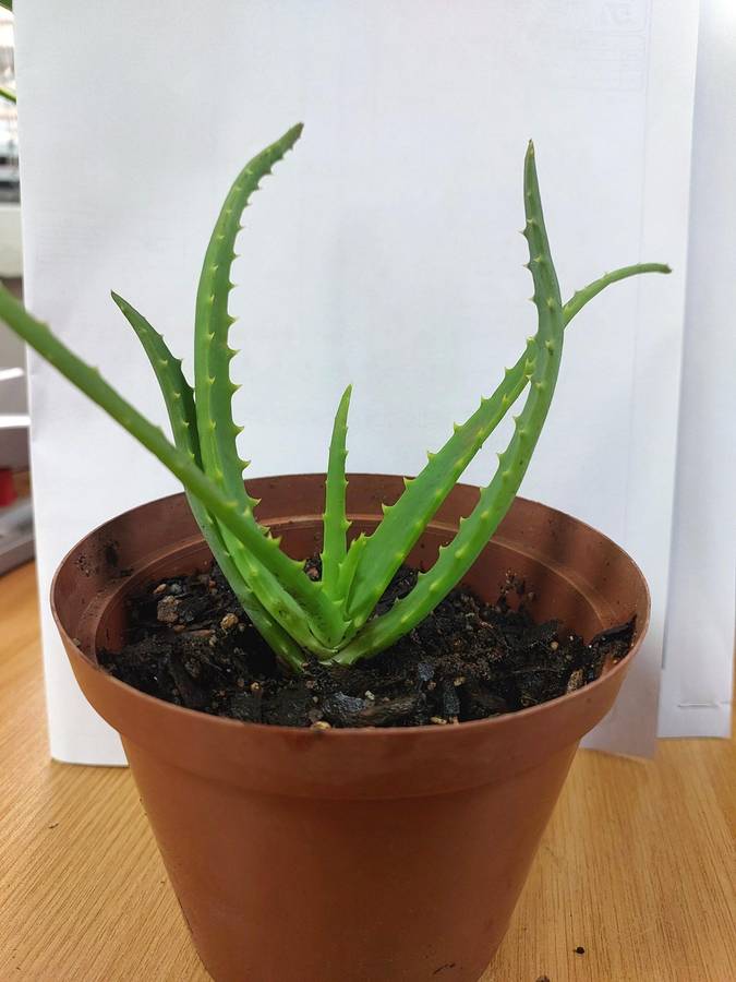 Aloe Africana