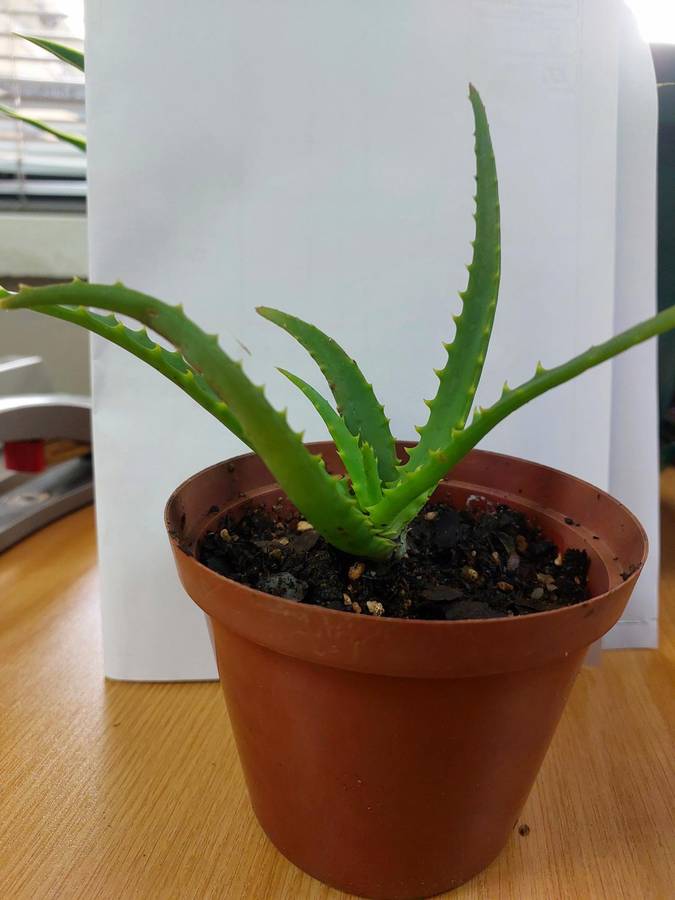 Aloe Africana