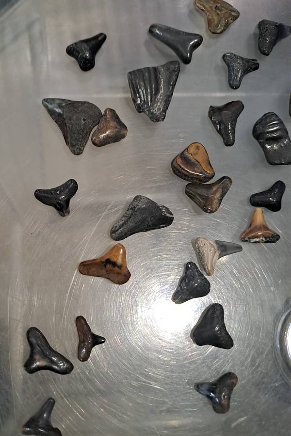50 x different fossilised Shark teeth.