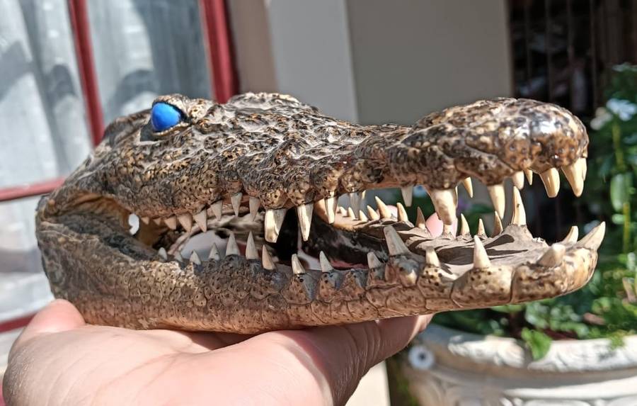 Small 23cm Long Crocodile Head with Razor Sharp Teeth and Blue Marble Eyes