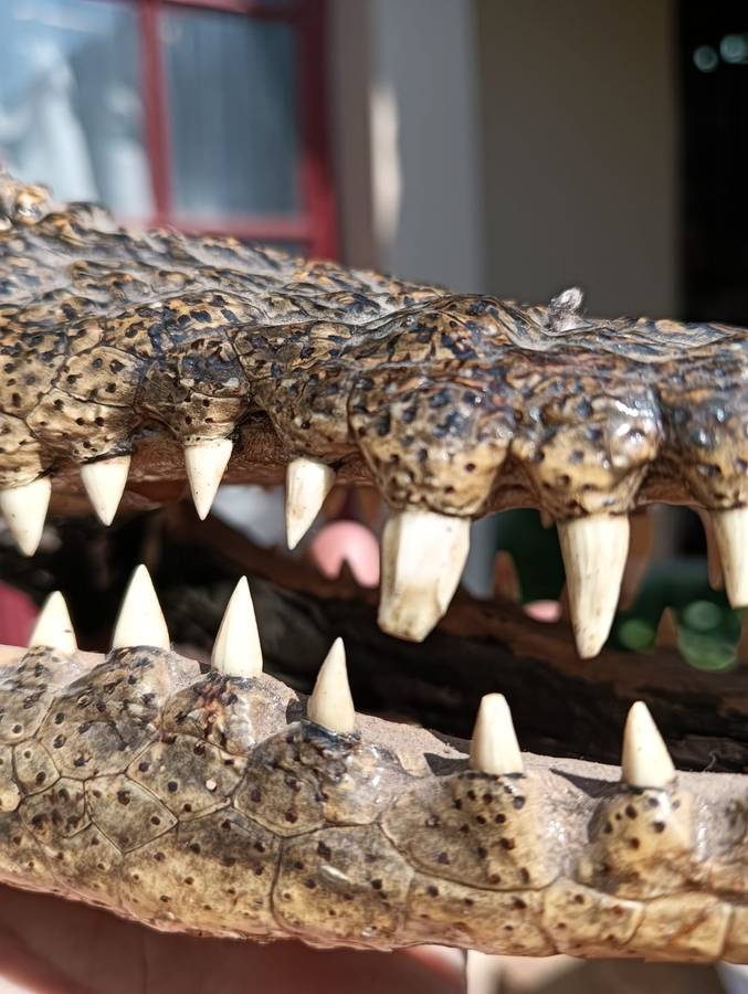 Small 23cm Long Crocodile Head with Razor Sharp Teeth and Blue Marble Eyes