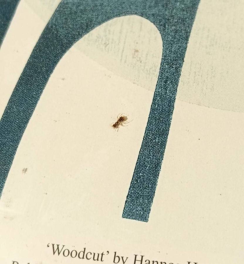 Hannes Harrs (1927-2006) Framed Colour Woodcut Print Abstract Giraffe Composition Signed Harrs 76