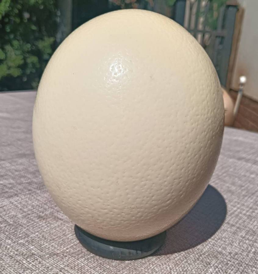 Cleopatras Needle Kango Grotte Grahamstown Ostrich Egg Signed Angie RSA With Attached Stand No 3 of