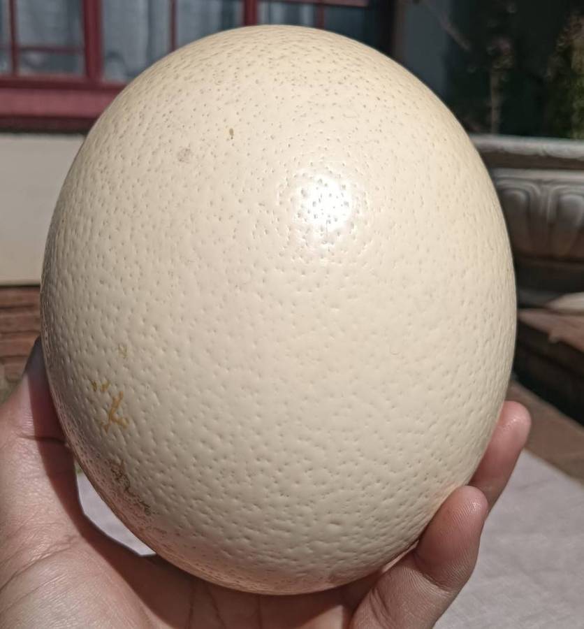 Hand Painted Ostrich Egg with Carved Wooden Elephant Stand No 4 of 4 Eggs on Auc