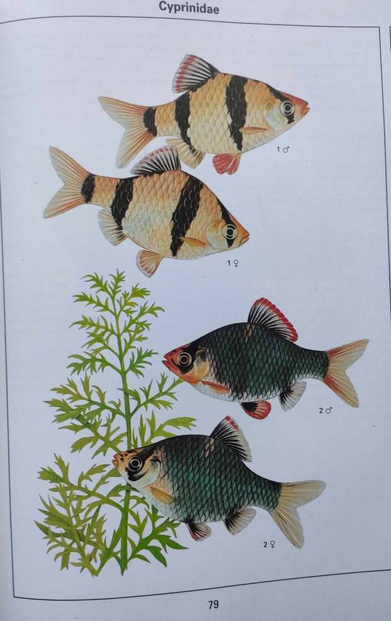 Aquarium Fish of the World