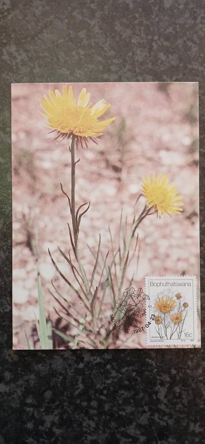 BOPHUTHATSWANA 1987 WILD FLOWERS