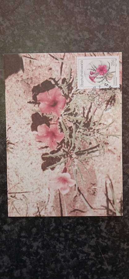 BOPHUTHATSWANA 1987 WILD FLOWERS