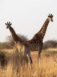 1st week of 2026 at Sondela Nature Reserve for 6