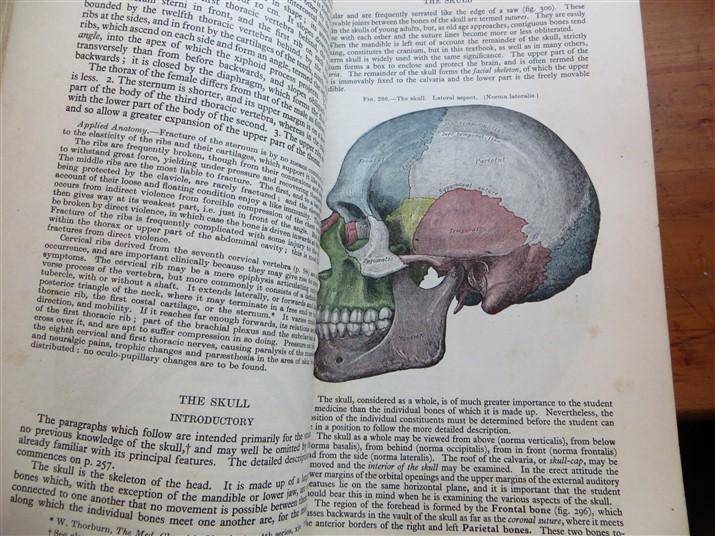 Gray's Anatomy - Descriptive & Applied (1948) - Longmans
