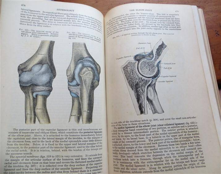 Gray's Anatomy - Descriptive & Applied (1948) - Longmans