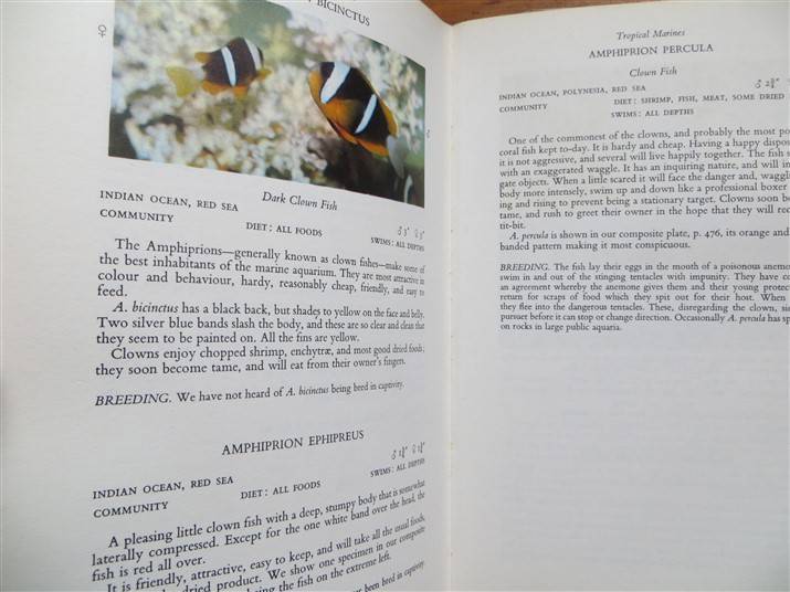 All About Tropical Fish - Derek McInerny 1966 - Foxing Present