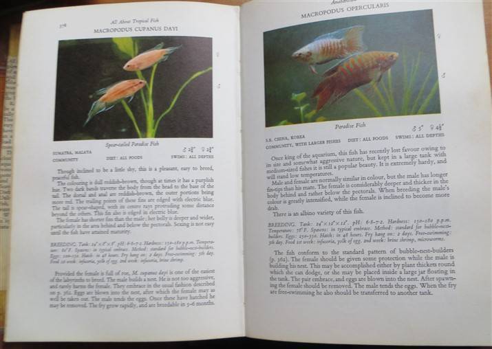 All About Tropical Fish - Derek McInerny 1966 - Foxing Present
