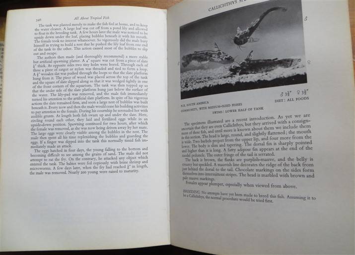 All About Tropical Fish - Derek McInerny 1966 - Foxing Present